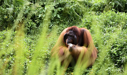 Op zoek naar wildlife in Indonesië 