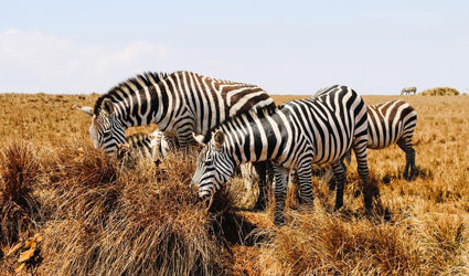 Op safari in de parken van Tanzania