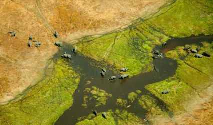 Op safari in Afrika: de perfecte combinatie van avontuur en comfort 