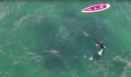 Kayaker dives into the water with orcas
