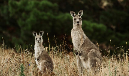 Dierengids Australië: gevaarlijk of niet?