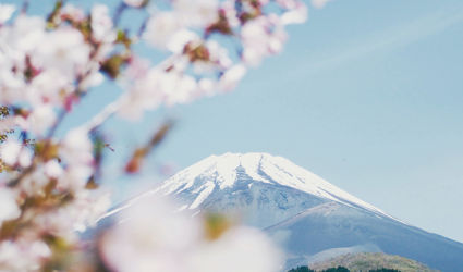 Cherry blossom madness in Japan
