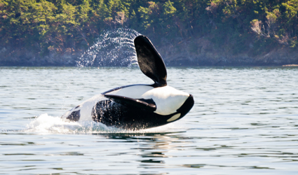 The best place in Canada to spot killer whales