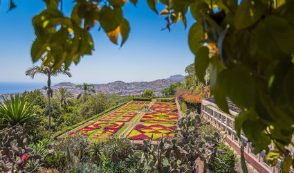 Ontdek Madeira: een botanische tuin in de Atlantische Oceaan