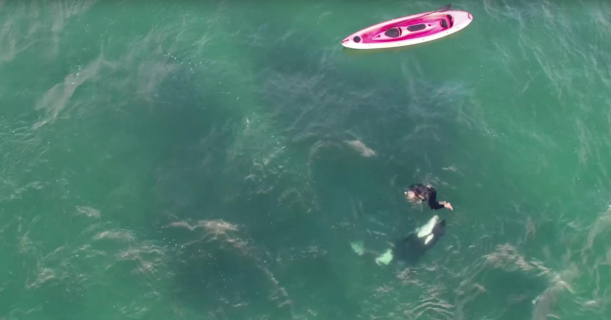 Kayaker dives into the water with orcas Travel Diaries